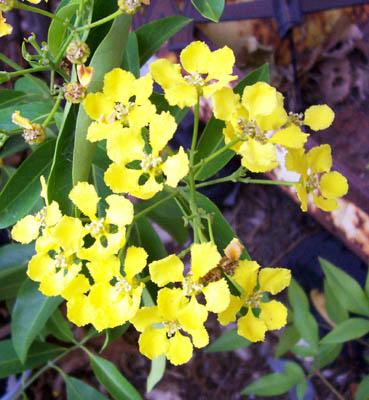 Photo of Mascagnia macroptera (Yellow Butterfly Vine, Yellow Orchid Vine)
