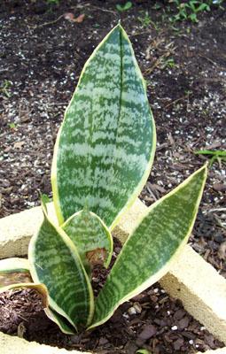 Photo of Sansevieria trifasciata 'Gold Hahnii' (Mother-in-law Tongue, Snake Plant)