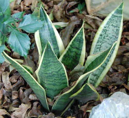 Photo of Sansevieria trifasciata 'Gold Hahnii' (Mother-in-law Tongue, Snake Plant)