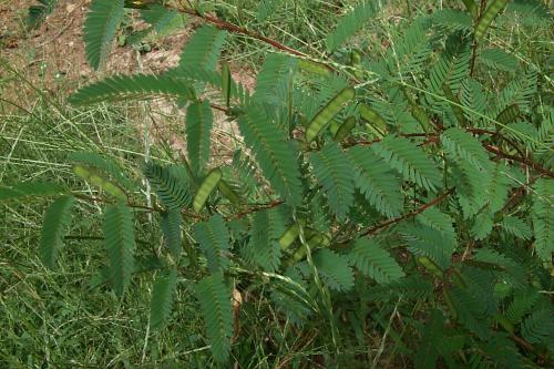 Photo of Cassia nictitans (Wild Sensitive Plant)