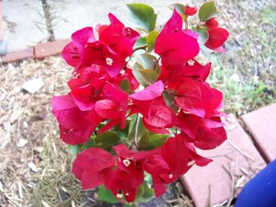 Photo of Bougainvillea x buttiana (San Diego Red)