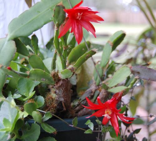 Photo of Rhipsalis gaertneri (Easter Cactus)