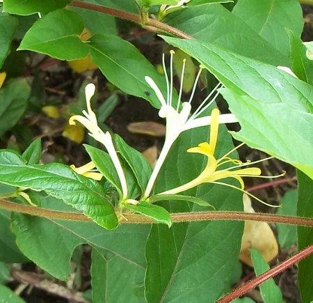 Photo of Lonicera japonica 'Halliana' (Japanese Honeysuckle)