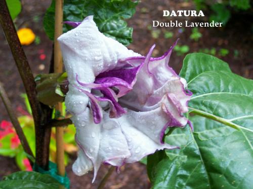 Photo of Datura metel (Black Currant Swirl,  Devil's Trumpet)