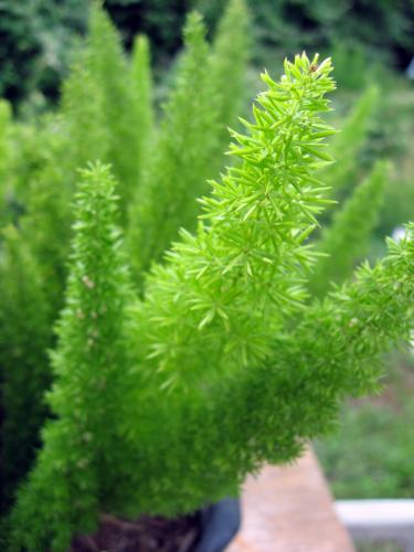 Photo of Asparagus densiflorus 'Myersii'