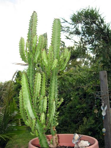 Photo of Euphorbia trigona (African Milk Tree)