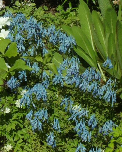 Photo of Corydalis flexuosa 'Pere David' (Blue Corydalis)