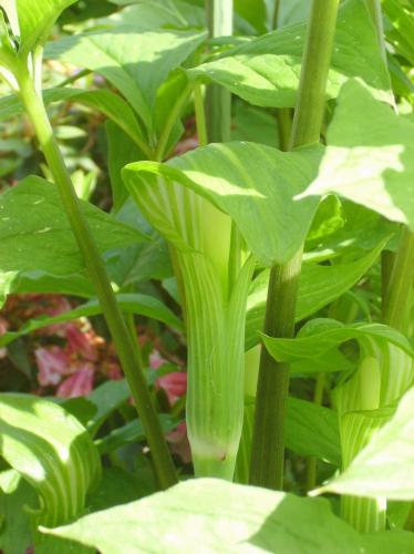 Photo of Arisaema amurense (Jack-in-the-Pulpit)