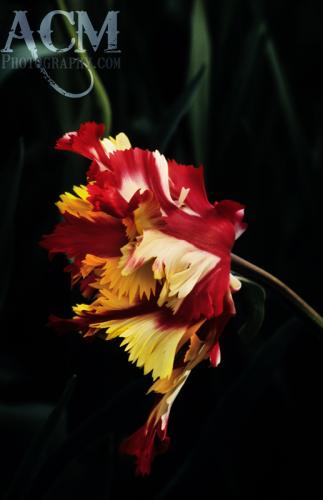 Photo of Tulipa 'Flaming Parrot' (Flaming Parrot Tulip)