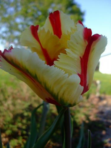 Photo of Tulipa 'Flaming Parrot' (Flaming Parrot Tulip)