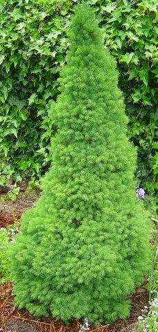Photo of Picea glauca var. albertiana (Alberta White Spruce)