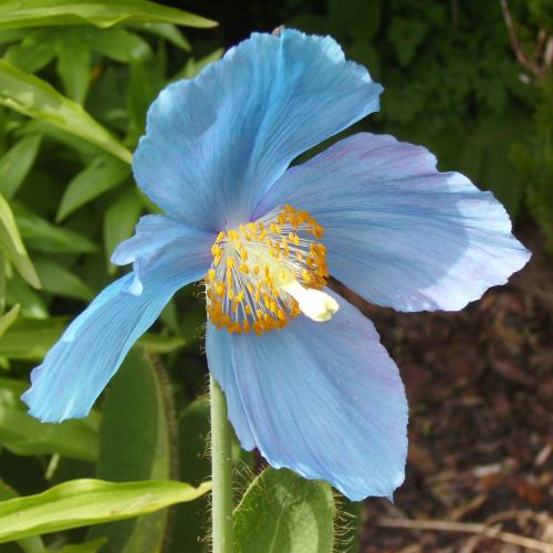 Photo of Meconopsis grandis (Himalayan Blue Poppy)