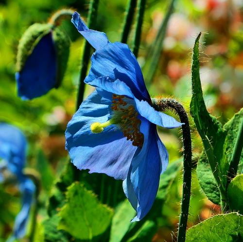 Photo of Meconopsis grandis (Himalayan Blue Poppy)