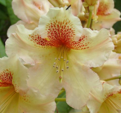 Photo of Rhododendron 'Bernstein'