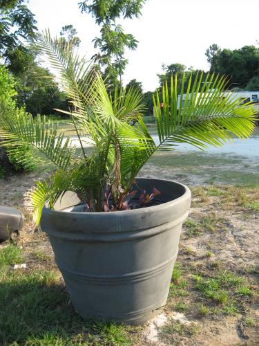 Photo of Ravenea rivularis (Majesty Palm)