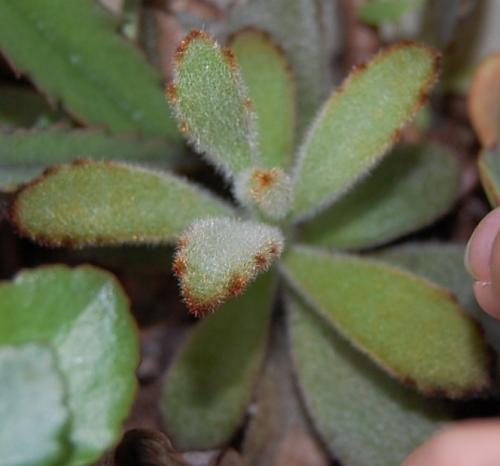 Photo of Kalanchoe tomentosa 'Chocolate Soldier'