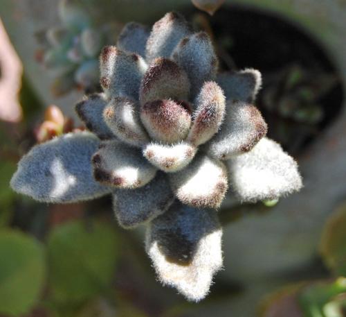 Photo of Kalanchoe tomentosa 'Chocolate Soldier'