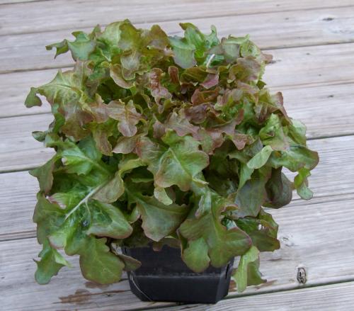 Photo of Lactuca sativa 'Oscarde' (Lettuce)