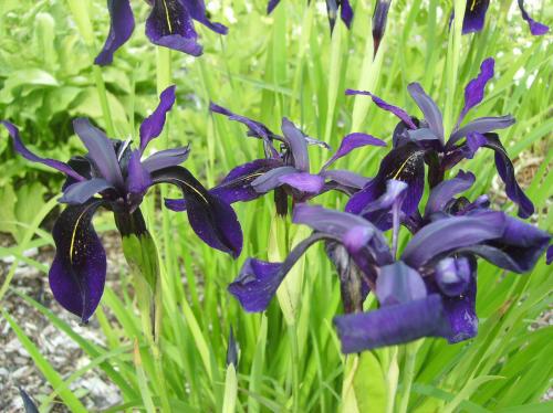 Photo of Iris chrysographes (Black Iris)