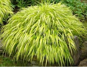 Photo of Carex morrowii 'Variegata' (Variegated Japanese Sedge Grass)