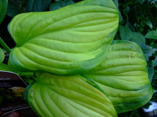 Photo of Hosta 'Stained Glass'