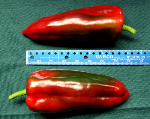 Photo of Capsicum annuum 'Corno Di Toro' (Sweet Pepper)