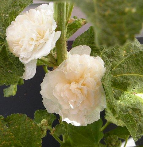 Photo of Alcea rosea 'Chater's Double Icicle'