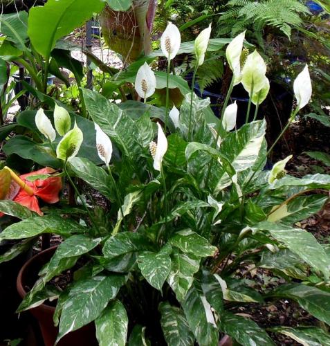 Photo of Spathiphyllum 'Domino' (Peace Lily)