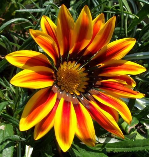 Photo of Gazania rigens 'Sunshine Mix' (Treasure Flower)