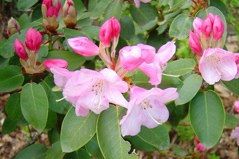 Photo of Rhododendron williamsianum