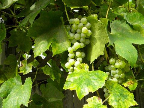 Photo of Vitis labrusca 'Interlaken' (Interlaken  Grape,  Seedless White Grape)