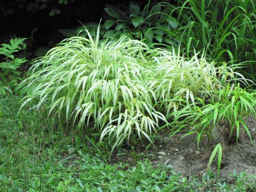 Photo of Hakonechloa macra (Japanese Forest Grass, Golden Variegated Hakone Grass)