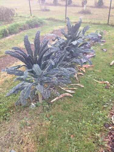 Photo of Brassica oleracea 'Toscano' (Dinosaur Kale, Tuscan Kale)