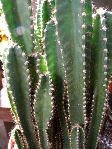 Photo of Acanthocereus tetragonus 'Fairy Castles' (Barbed-wire Cactus, Chaco)