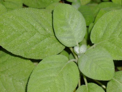 Photo of Salvia officinalis 'Berggarten'