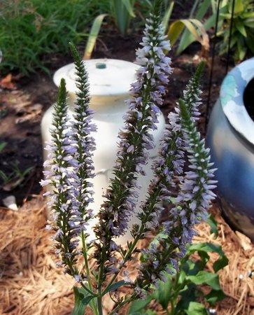 Photo of Veronica spicata 'Glory' (Royal Candles Speedwell)