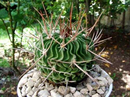 Photo of Stenocactus hastatus (Wavy Cactus)