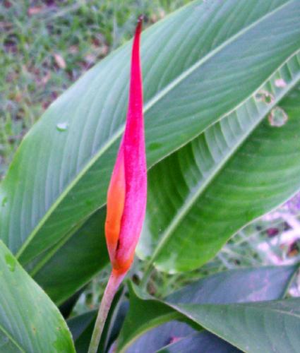Photo of Heliconia psittacorum 'St. Vincent Red' (Parakeet Flower,  Parrot Flower)