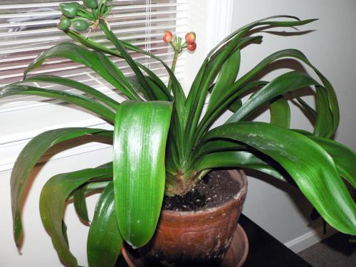 Photo of Clivia miniata (Kaffir Lily, Fire Lily, Bush Lily)