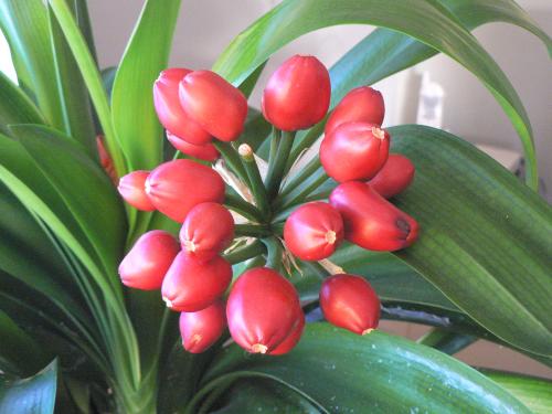 Photo of Clivia miniata (Kaffir Lily, Fire Lily, Bush Lily)