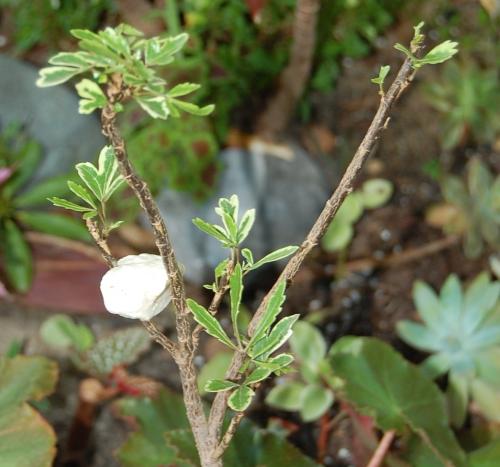 Photo of Schefflera elegantissima (False Aralia)