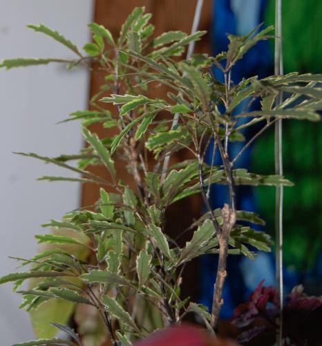 Photo of Schefflera elegantissima (False Aralia)