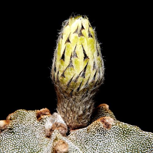 Photo of Astrophytum myriostigma (Bishop's Cap Cactus, Bishop's Miter)