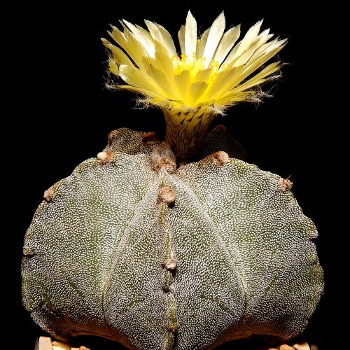 Photo of Astrophytum myriostigma (Bishop's Cap Cactus, Bishop's Miter)