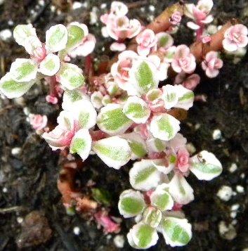 Photo of Sedum spurium 'Tricolor' (Tricolor Stonecrop, Tricolor Sedum)