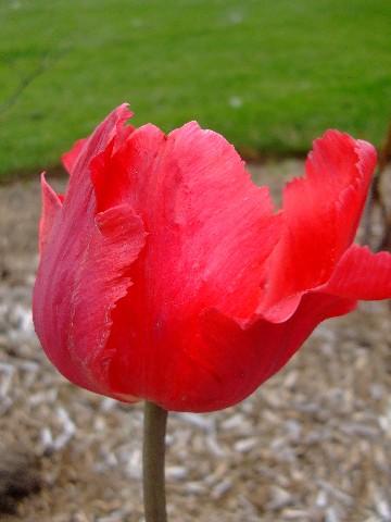 Photo of Tulipa 'Erna Lindgreen'