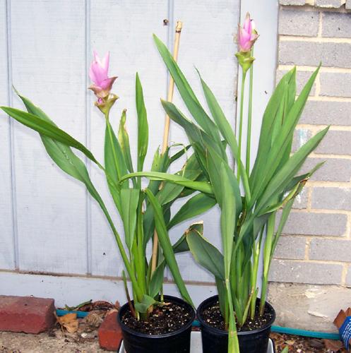 Photo of Curcuma alismatifolia 'Pink' (Siam Tulip, Curcuma Ginger)