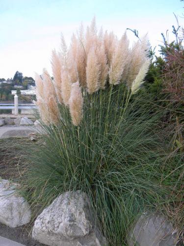 Photo of Cortaderia selloana 'Pumila' (Dwarf Pampas Grass)