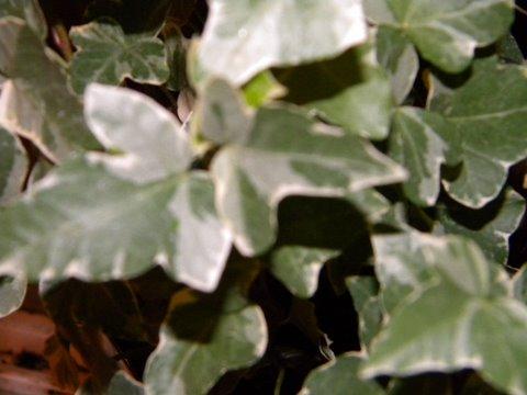 Photo of Hedera helix 'Jubilee' (Variegated Small-leaf English Ivy)