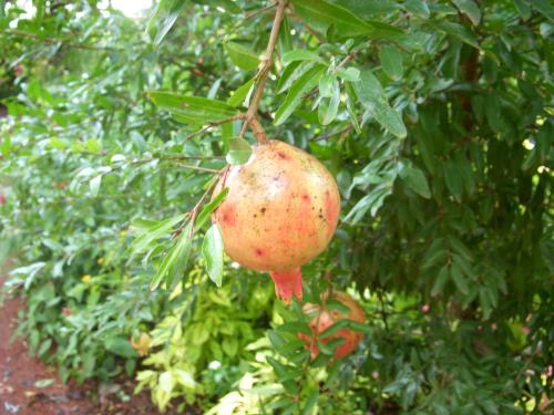 Photo of Punica granatum 'Nana' (Dwarf Pomegranate)